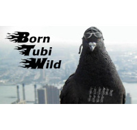 Born Tubi Wild (PC) klíč Steam
